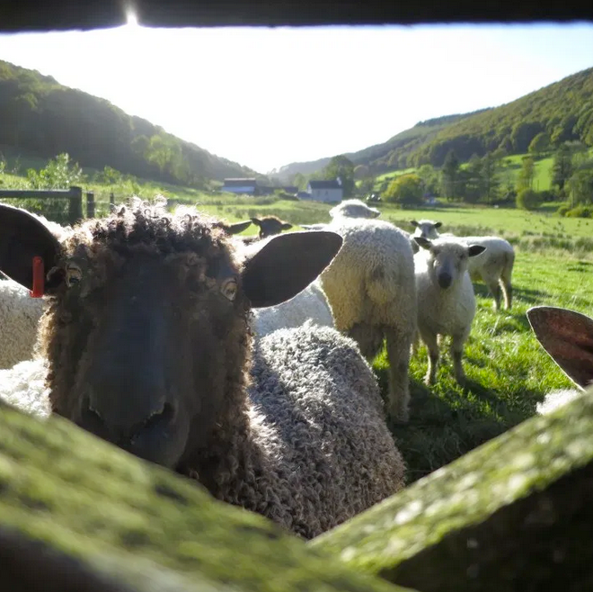 Ystrad Organic Sheep Farm