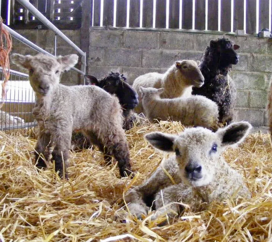 Ystrad Organic Farm “Lambing”